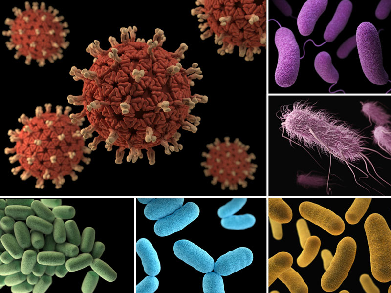 Photos of various bacteria and other microorganisms as seen through a microscope.